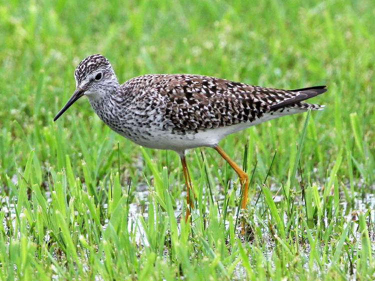 Lesser Yellowlegs
