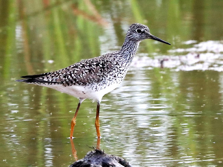 &nbsp;Lesser Yellowlegs