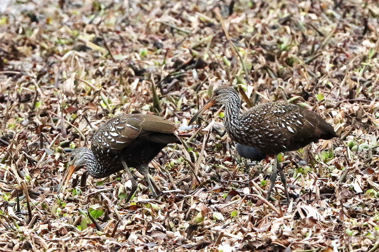 Limpkin