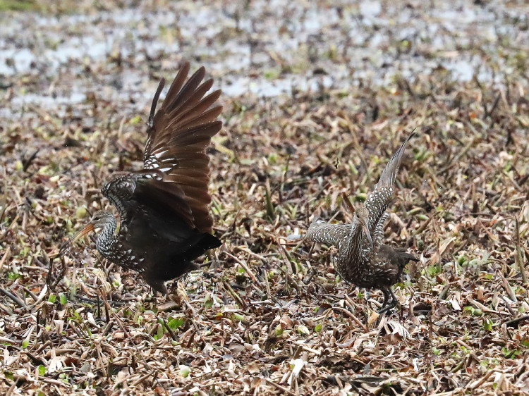 Limpkin