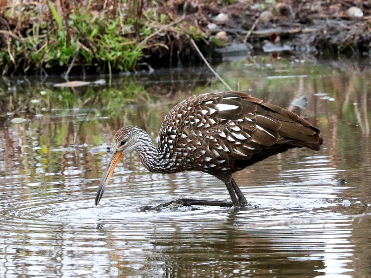 Limpkin