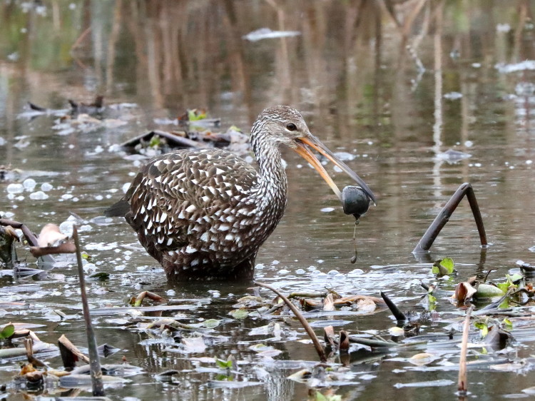 Limpkin
