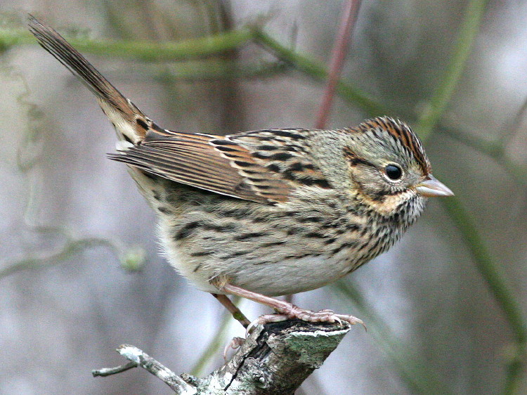 Lincoln's Sparrow