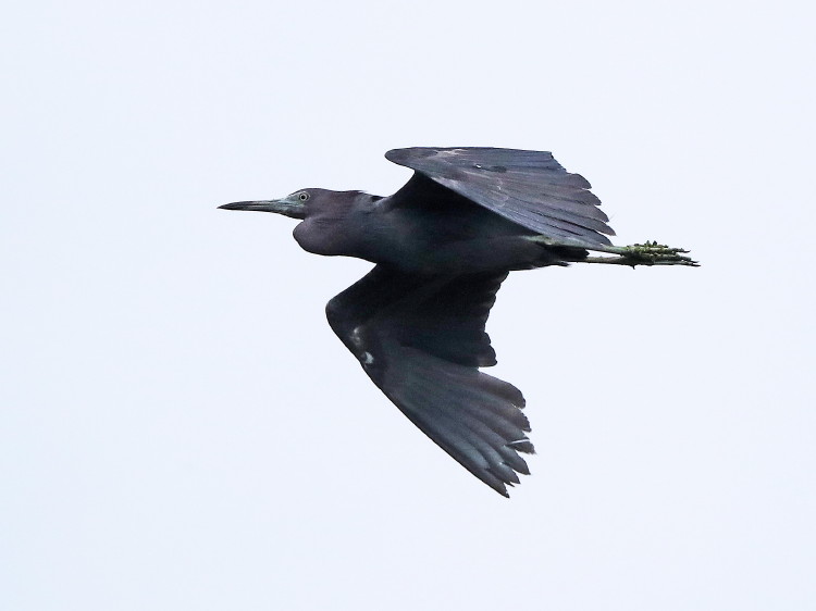 Little Blue Heron