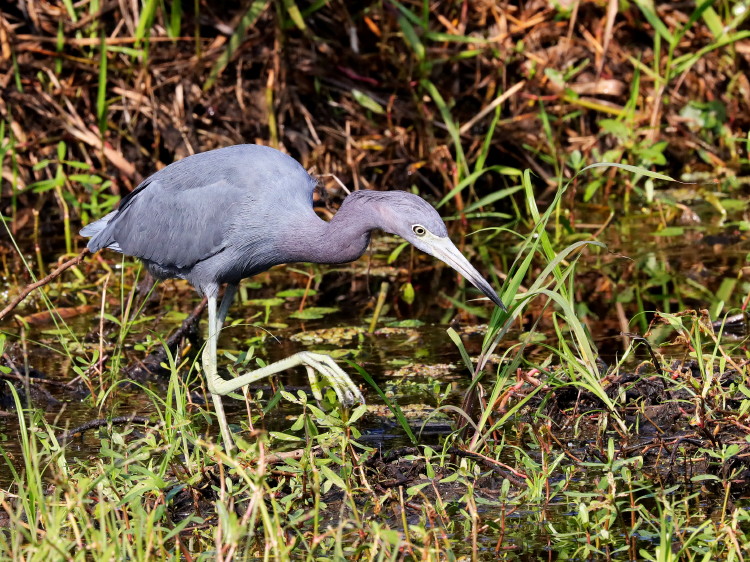 Little Blue Heron