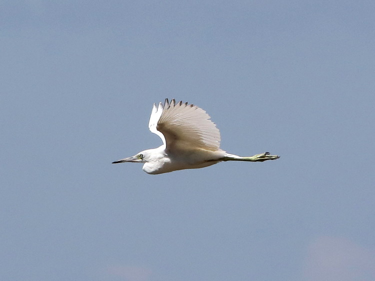 Little Blue Heron