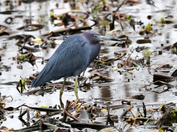 Little Blue Heron