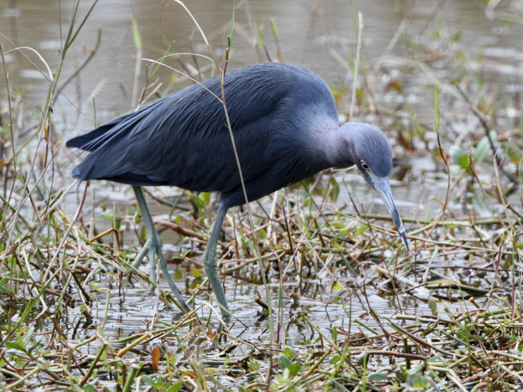 Little Blue Heron