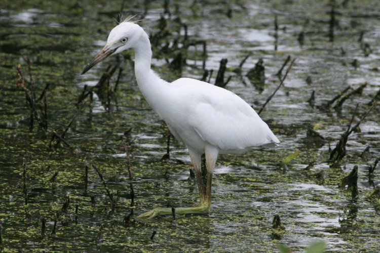 Little Blue Heron