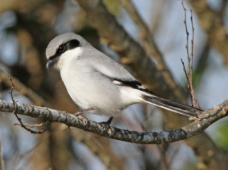 Loggerhead Shrike