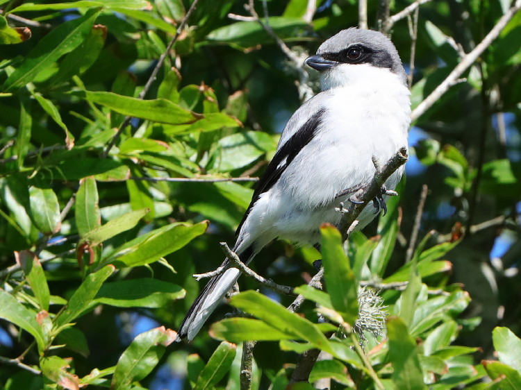 Loggerhead Shrike