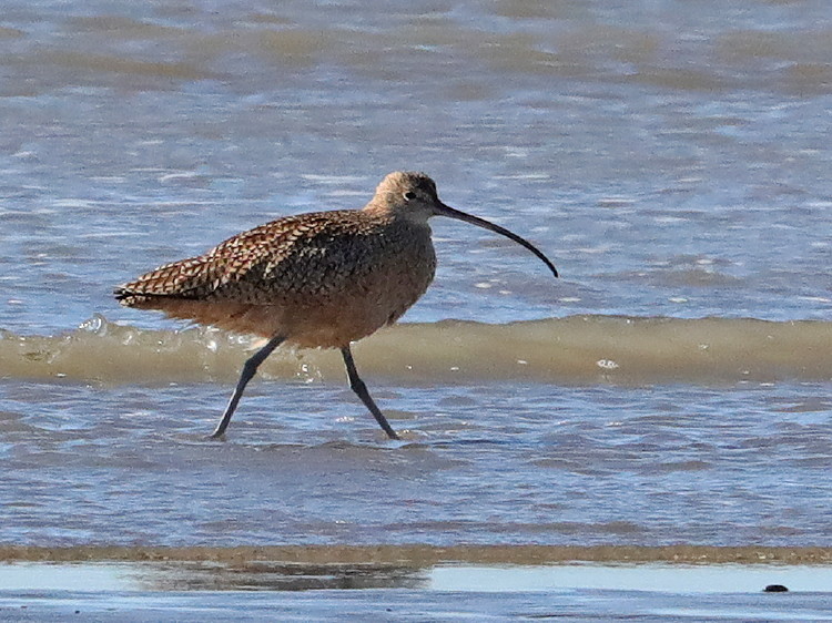 Long-billed Curlew