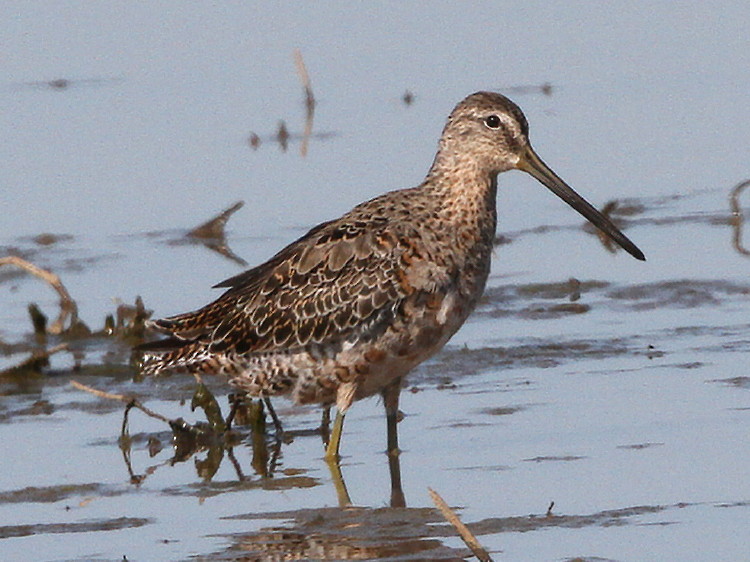 Long-billed Dowitcher
