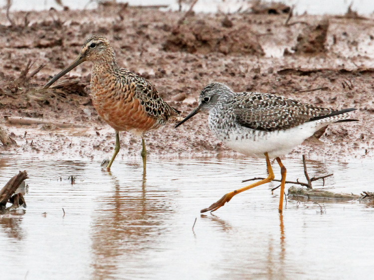 Long-billed Dowitcher