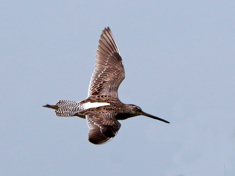Long-billed Dowitcher