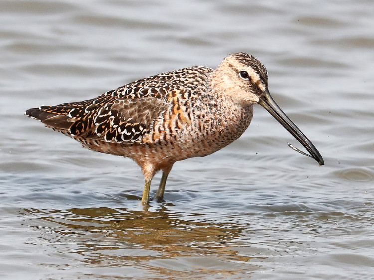 Long-billed Dowitcher