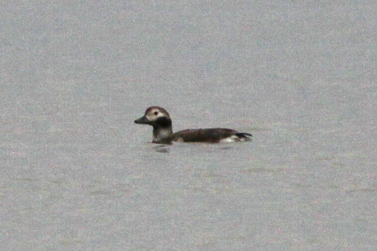 Long-tailed Duck