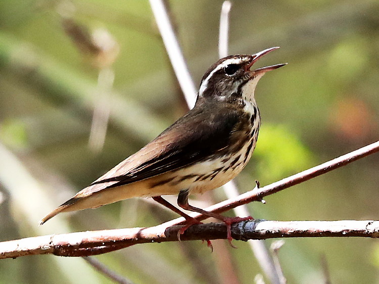 Louisiana Waterthrush
