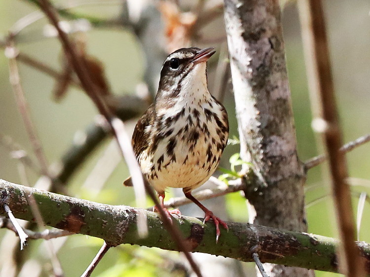 Louisiana Waterthrush