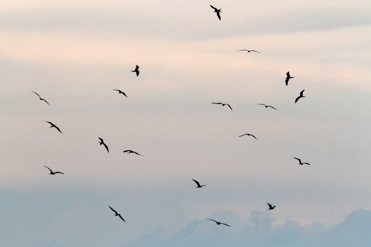 Magnificent Frigatebird