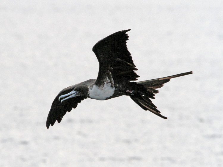 Magnificent Frigatebird