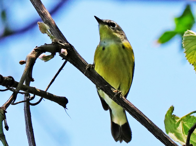 Magnolia Warbler