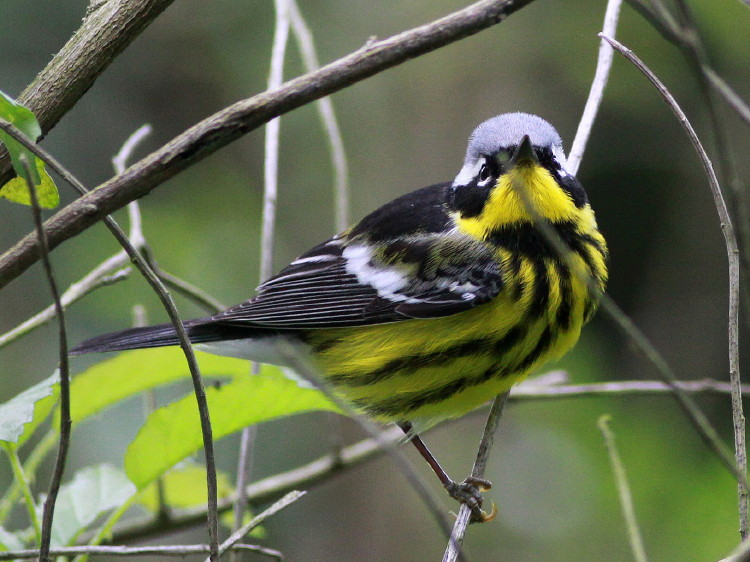 Magnolia Warbler