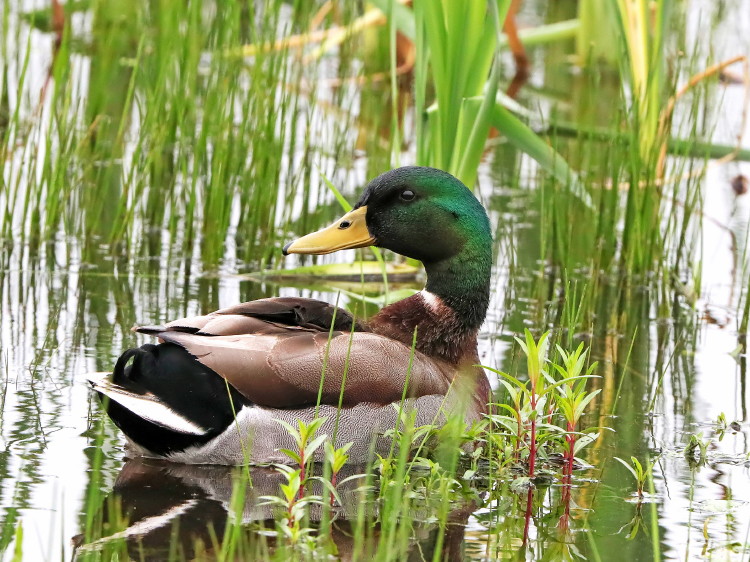 Mallard