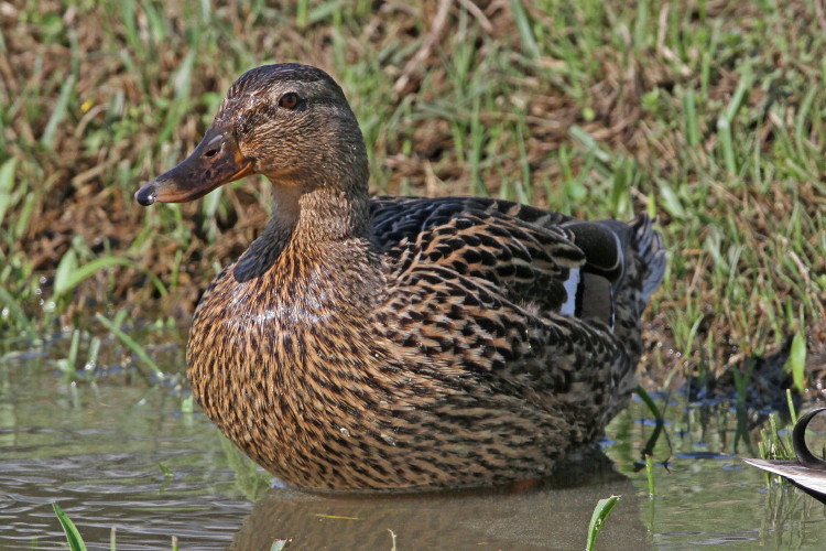 Mallard
