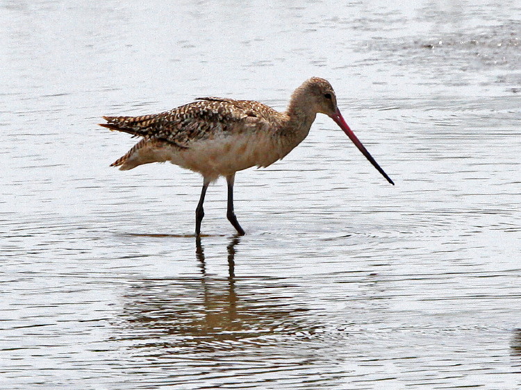 Marbled Godwit