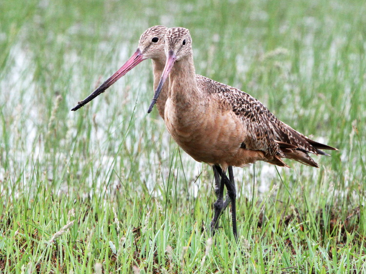 Marbled Godwit