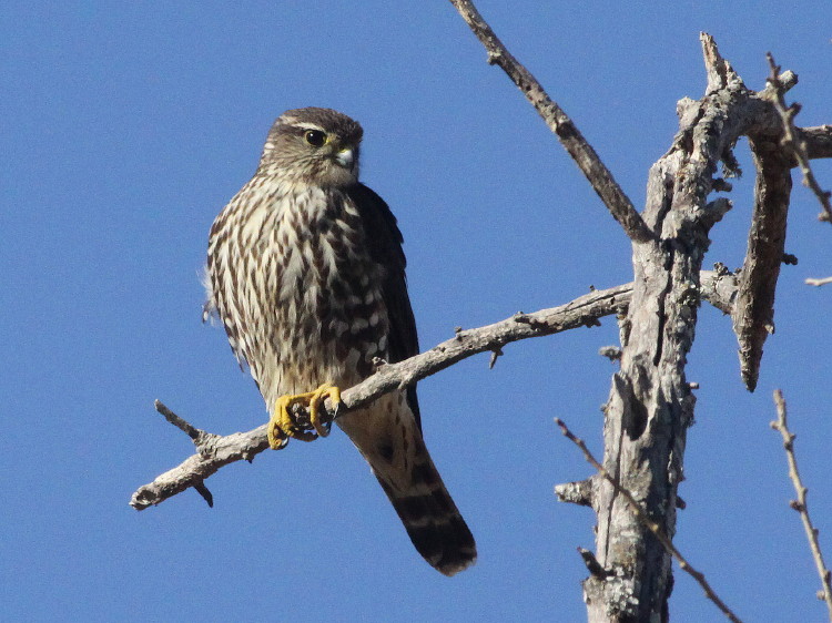 Merlin