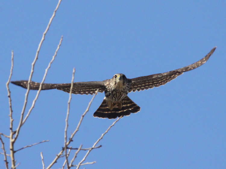 Merlin