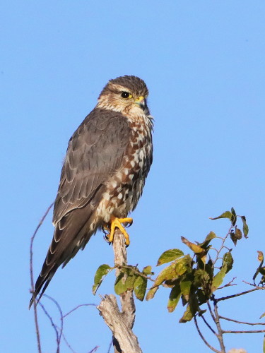 Merlin