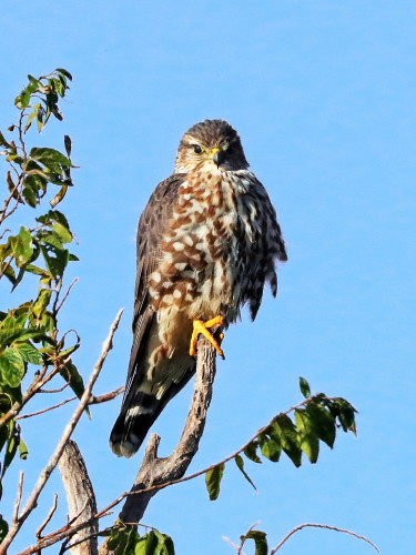 Merlin