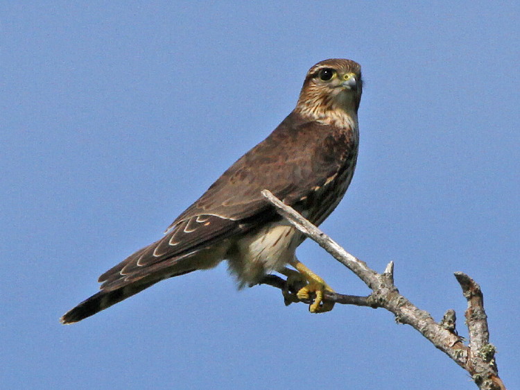 Merlin