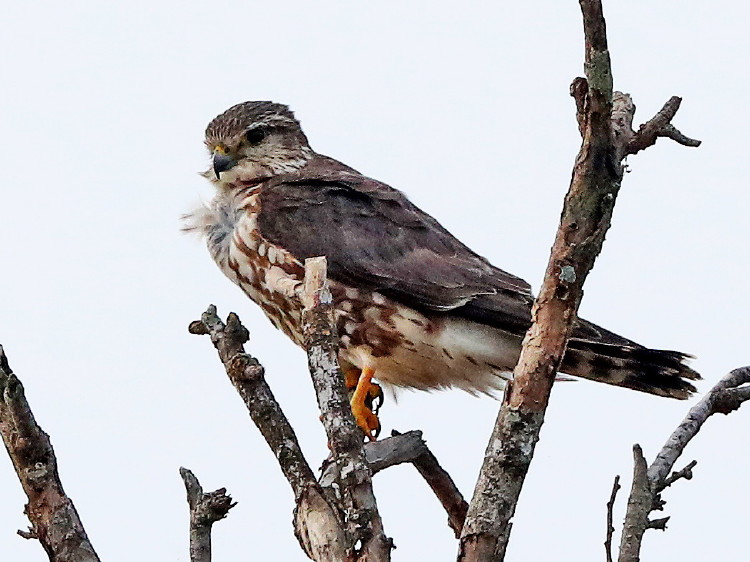 Merlin