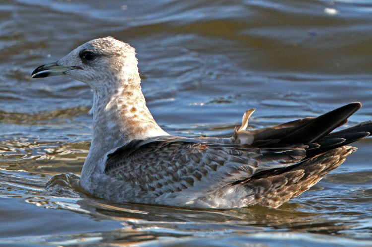 Mew Gull