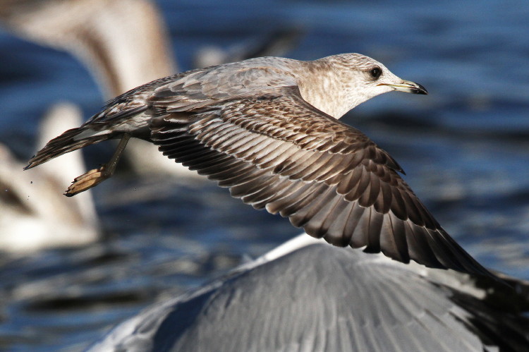 Mew Gull