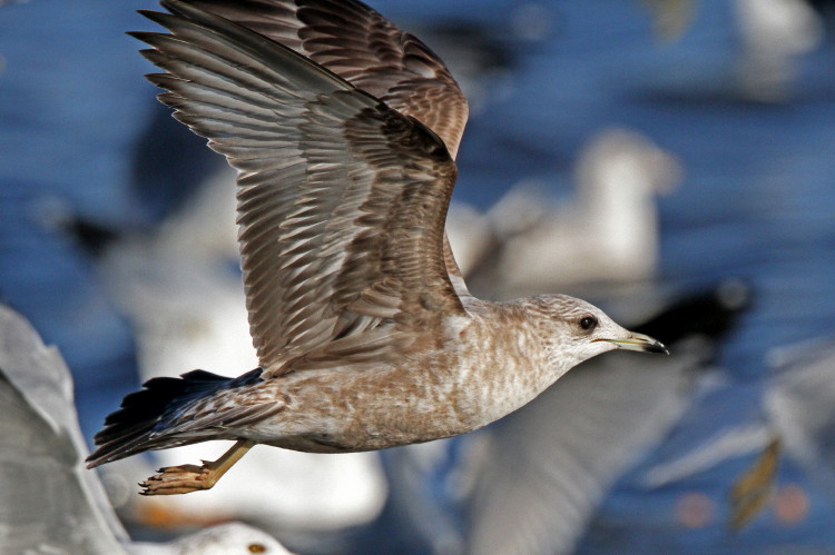 Mew Gull