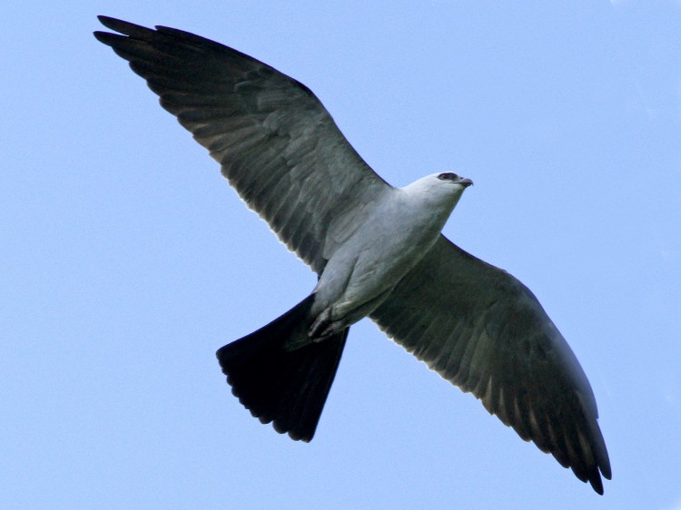 Mississippi Kite