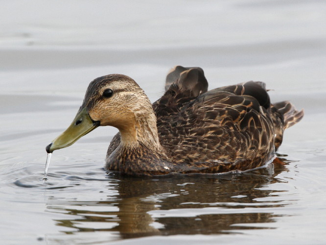 Mottled Duck
