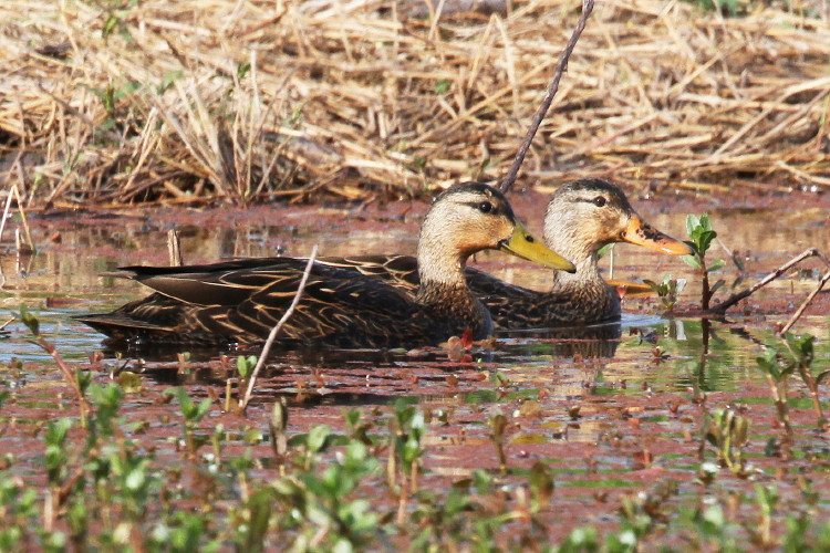 Mottled Duck