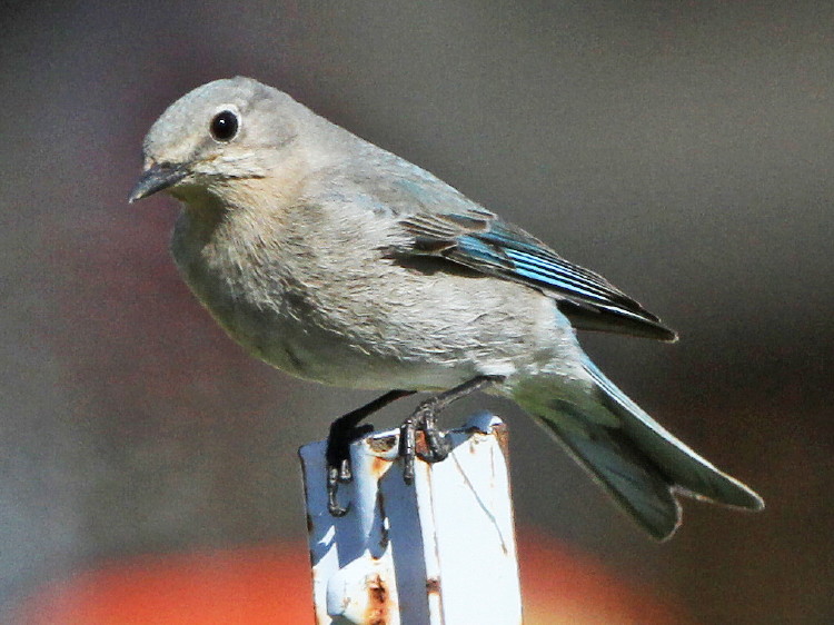 Mountain Bluebird