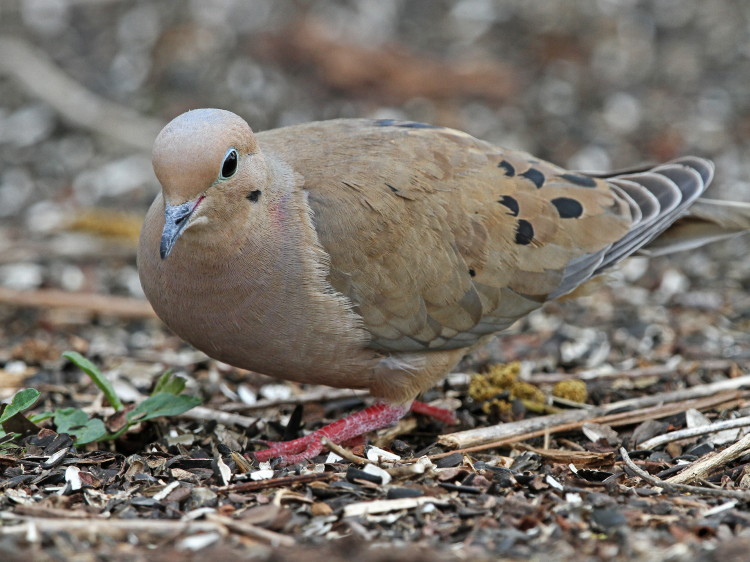 Mourning Dove