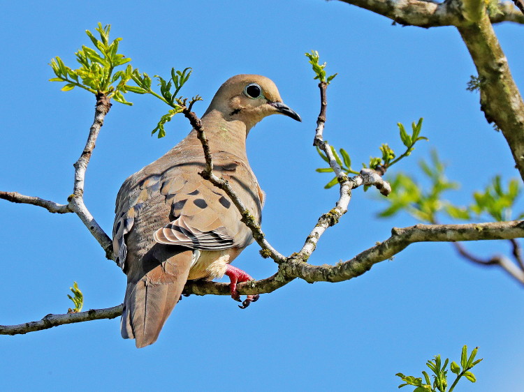 Mourning Dove
