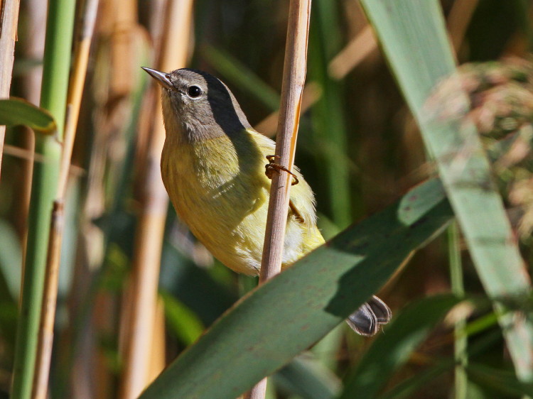 Nashville Warbler
