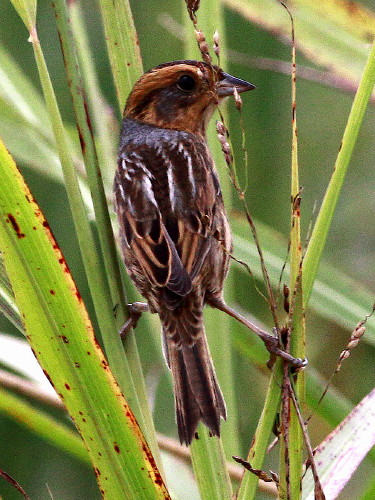 Nelson's Sparrow