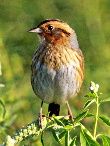 Nelson's Sparrow