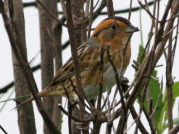 Nelson's Sparrow